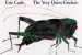 PDF Very Quiet Cricket Board Book by Carle Eric