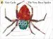 PDF The Very Busy Spider by Eric Carle